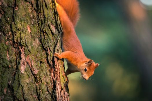 Squirrel in autumn forest scene. Autumn forest squirrel. Squirrel in autumn forest scene.