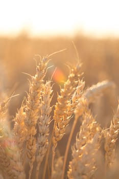 Wheat field. Ears of golden wheat close up. Beautiful Nature Sunset Landscape. Rural Scenery under Shining Sunlight. Background of ripening ears of meadow wheat field.