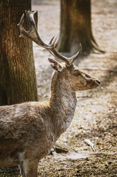 Deer with big horns in the forest