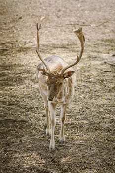 Horned deer looking for food in the forest