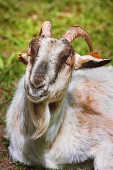 Close-up portrait of a goat