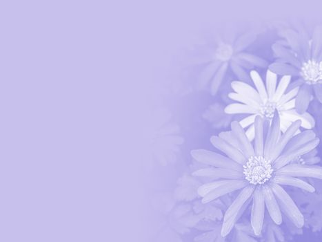 Flowers of Italian Asters, Michaelmas Daisy  made as abstract flower background illustration.