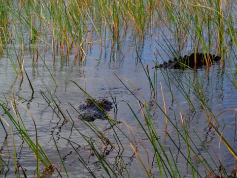 Alligator Swimming in the Everglades National Park Florida