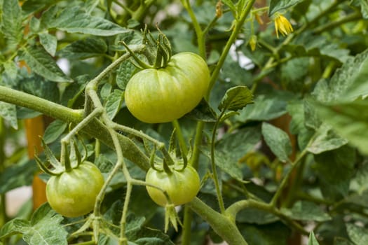 Branch with green tomato. Fresh summer season raw plant. Natural organic food ingredient