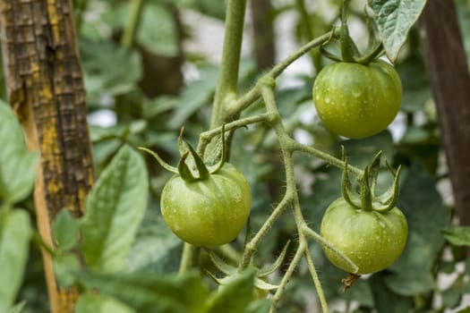 Branch with green tomatoes. Fresh summer season raw plant. Natural organic food ingredient