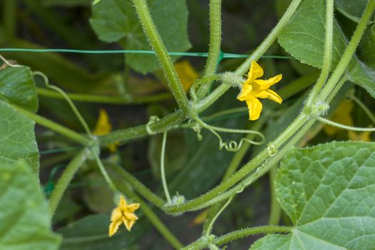 Cucumber blooms flowers grows. Fresh summer season raw plant. Natural organic food ingredient