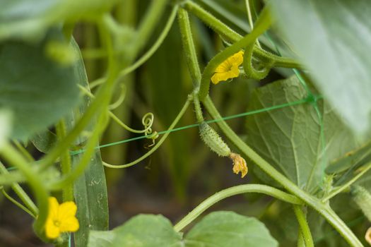 Cucumber born from bloom flower. Cucumbers grow from blossom. Fresh summer season raw plant. Natural organic food ingredient