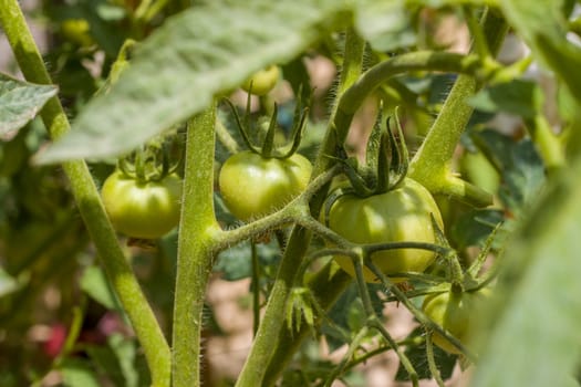 Green tomato grows on plantation. Branch with tomatoes. Fresh summer season raw plant. Natural organic food ingredient