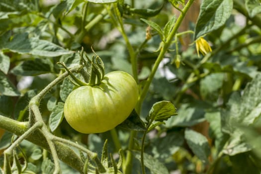 Green tomatoes ripens in the sun. Branch with tomato. Fresh summer season raw plant. Natural organic food ingredient