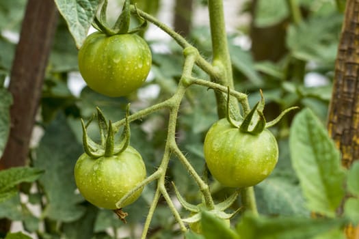 Green tomatoes branch. Fresh summer season raw plant. Natural organic food ingredient