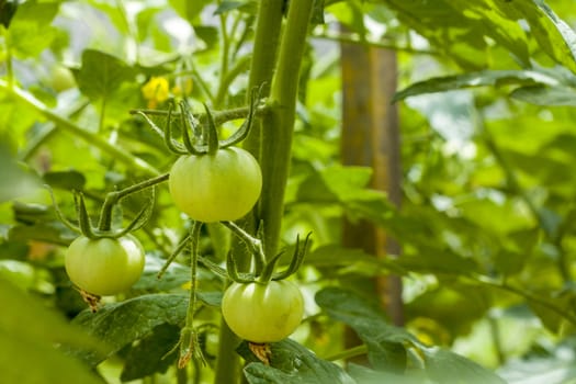 Green tomatoes growing. Branch with tomato. Fresh summer season raw plant. Natural organic food ingredient