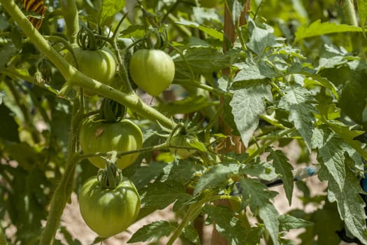 Green tomatoes grows. Tomato branch. Fresh summer season raw plant. Natural organic food ingredient