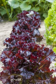 Lettuce Merlot Burpee grows. Vegetable diet plant. Vegan food ingredient