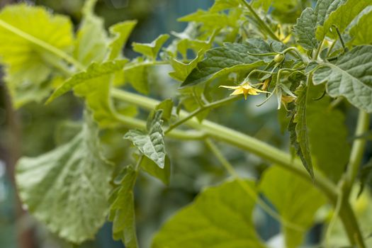 Tomato birth bloom with yellow flower. Fresh summer season raw plant. Natural organic food ingredient