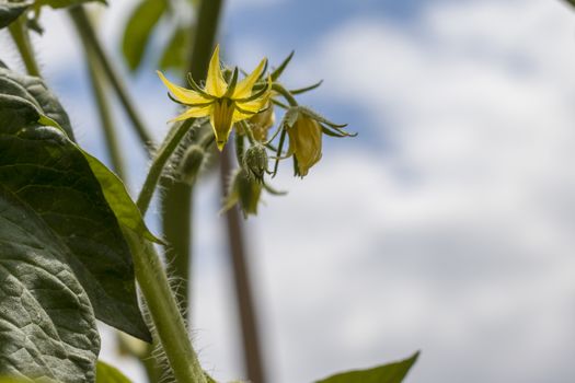Tomato blooms on sky background. Tomatoes blossom. Fresh summer season raw plant. Natural organic food ingredient