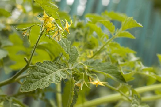 Tomato blooms yellow flowers. Tomatoes blossom. Fresh summer season raw plant. Natural organic food ingredient