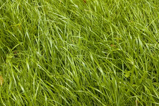 Uncut long grass meadow. Natural summer background