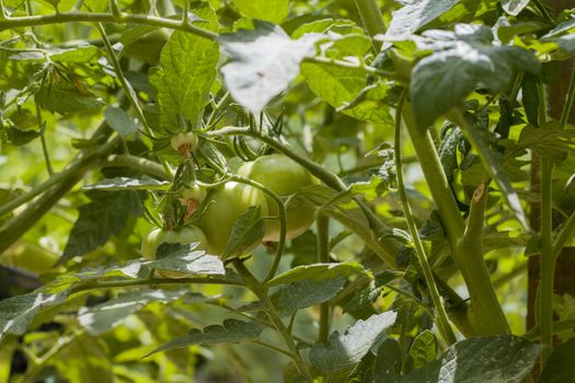 Young green tomato growing. Green tomatoes branch. Fresh summer season raw plant. Natural organic food ingredient
