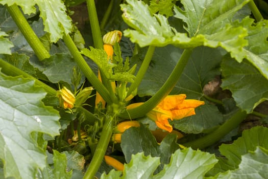 Zucchini blooms grow in nature. Young yellow squash grows. Vegetable diet plant. Vegan food ingredient