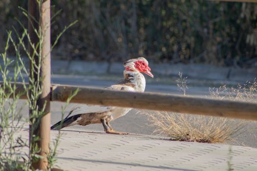 Ducks in freedom in the natural landscape of Nules