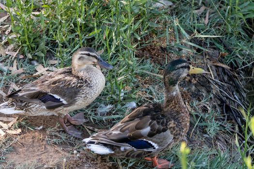 Ducks in freedom in the natural landscape of Nules