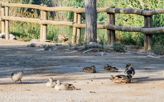 Ducks in freedom in the natural landscape of Nules
