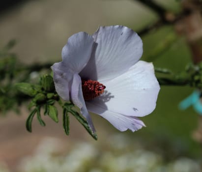 close up of Althaea officinalis, or marsh mallow flower blooming in spring in the garden
