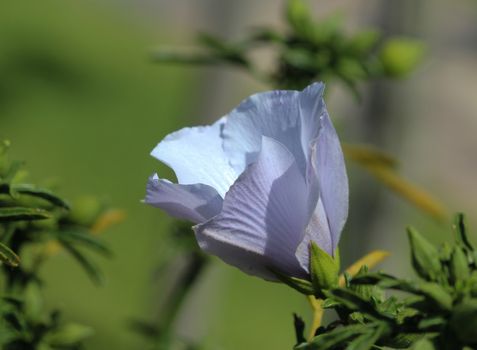 close up of Althaea officinalis, or marsh mallow flower blooming in spring in the garden