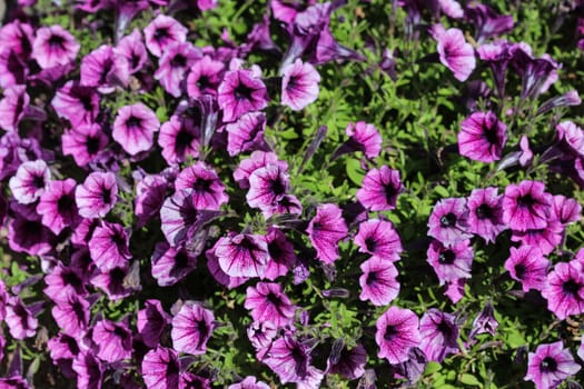 close up of Garden petunia hybrid (Petunia × atkinsiana) in garden, blooming in spring