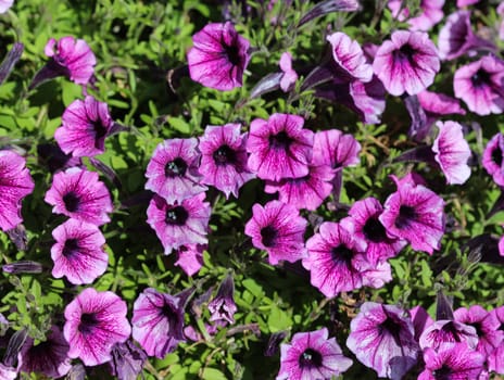 close up of Garden petunia hybrid (Petunia × atkinsiana) in garden, blooming in spring
