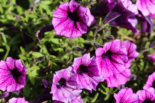 close up of Garden petunia hybrid (Petunia × atkinsiana) in garden, blooming in spring