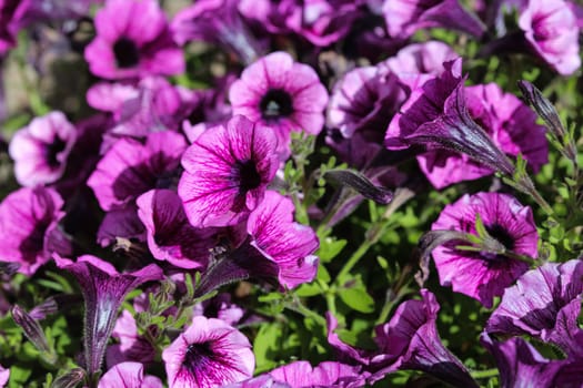 close up of Garden petunia hybrid (Petunia × atkinsiana) in garden, blooming in spring