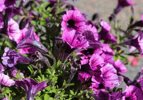 close up of Garden petunia hybrid (Petunia × atkinsiana) in garden, blooming in spring