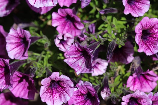 close up of Garden petunia hybrid (Petunia × atkinsiana) in garden, blooming in spring