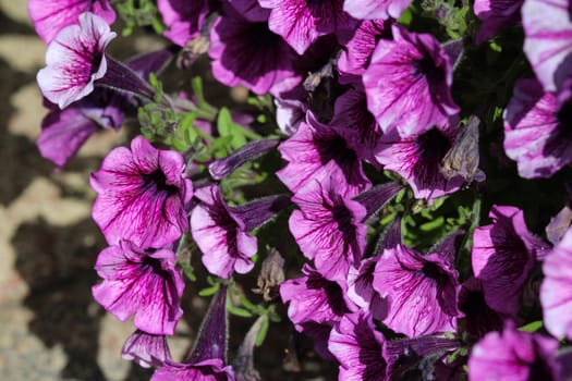 close up of Garden petunia hybrid (Petunia × atkinsiana) in garden, blooming in spring