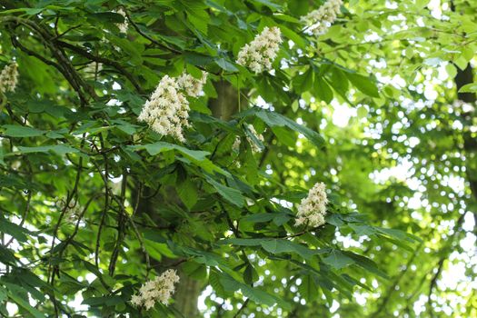 close up of horse chestnutor conker tree (esculus hippocastanum) blooming in sprin