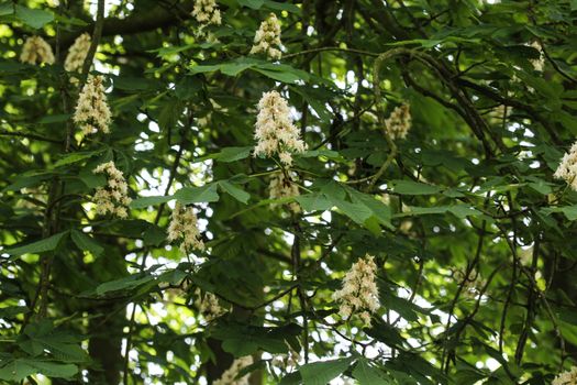 close up of horse chestnutor conker tree (esculus hippocastanum) blooming in sprin