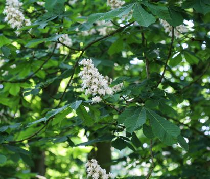 close up of horse chestnutor conker tree (esculus hippocastanum) blooming in sprin