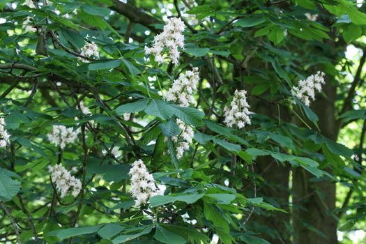 close up of horse chestnutor conker tree (esculus hippocastanum) blooming in sprin