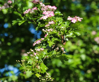 close up of pink flower of midland hawthorn, English hawthorn (Crataegus laevigata) blooming in spring