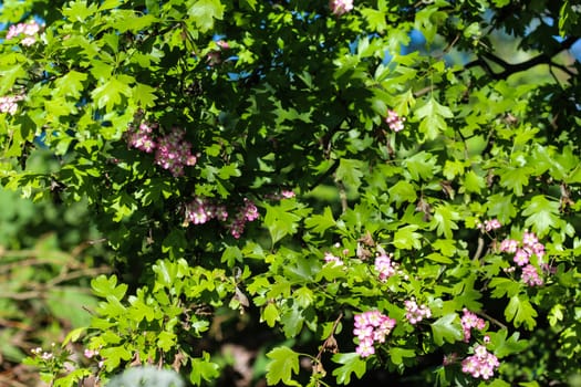 close up of pink flower of midland hawthorn, English hawthorn (Crataegus laevigata) blooming in spring
