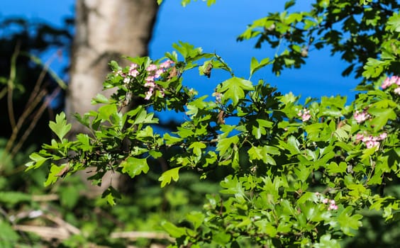 close up of pink flower of midland hawthorn, English hawthorn (Crataegus laevigata) blooming in spring