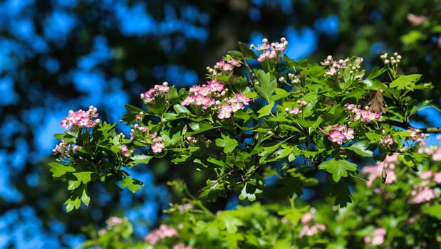 close up of pink flower of midland hawthorn, English hawthorn (Crataegus laevigata) blooming in spring