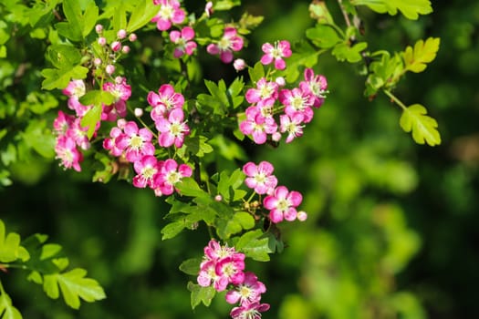 close up of pink flower of midland hawthorn, English hawthorn (Crataegus laevigata) blooming in spring