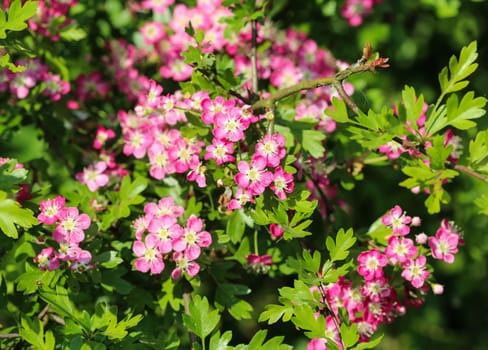 close up of pink flower of midland hawthorn, English hawthorn (Crataegus laevigata) blooming in spring