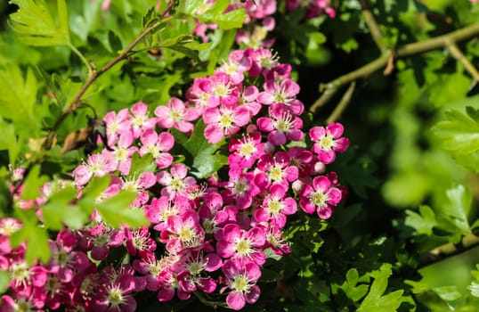 close up of pink flower of midland hawthorn, English hawthorn (Crataegus laevigata) blooming in spring