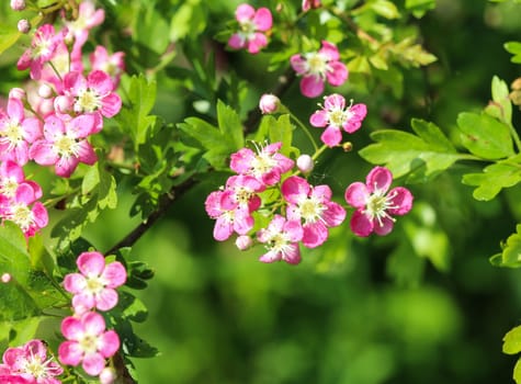 close up of pink flower of midland hawthorn, English hawthorn (Crataegus laevigata) blooming in spring
