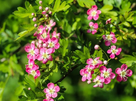 close up of pink flower of midland hawthorn, English hawthorn (Crataegus laevigata) blooming in spring