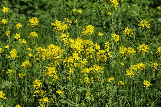 close up of bittercress, herb barbara, yellow rocketcress or winter rocket (Barbarea vulgaris) blooming in spring