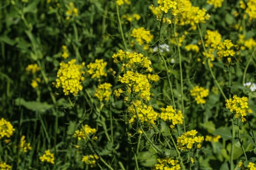 close up of bittercress, herb barbara, yellow rocketcress or winter rocket (Barbarea vulgaris) blooming in spring